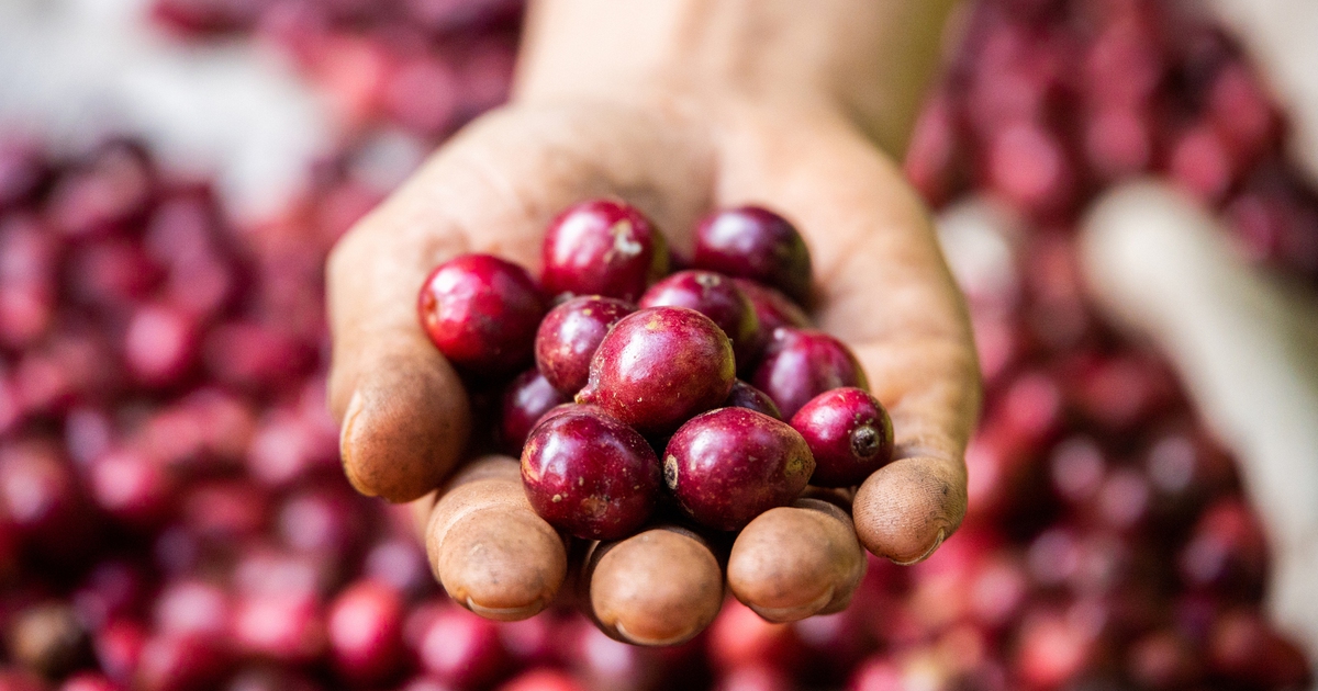 Cà phê tiếp tục tăng