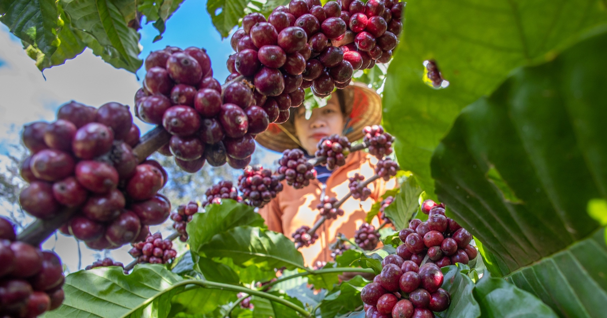 Cà phê trong nước 'rơi' khỏi mốc 100.000 đồng