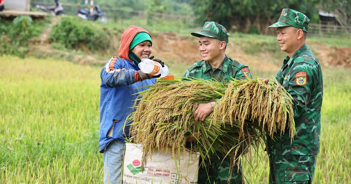 Lính vùng biên và dân bản cùng gặt lúa trong ngày mùa bỏng rát
