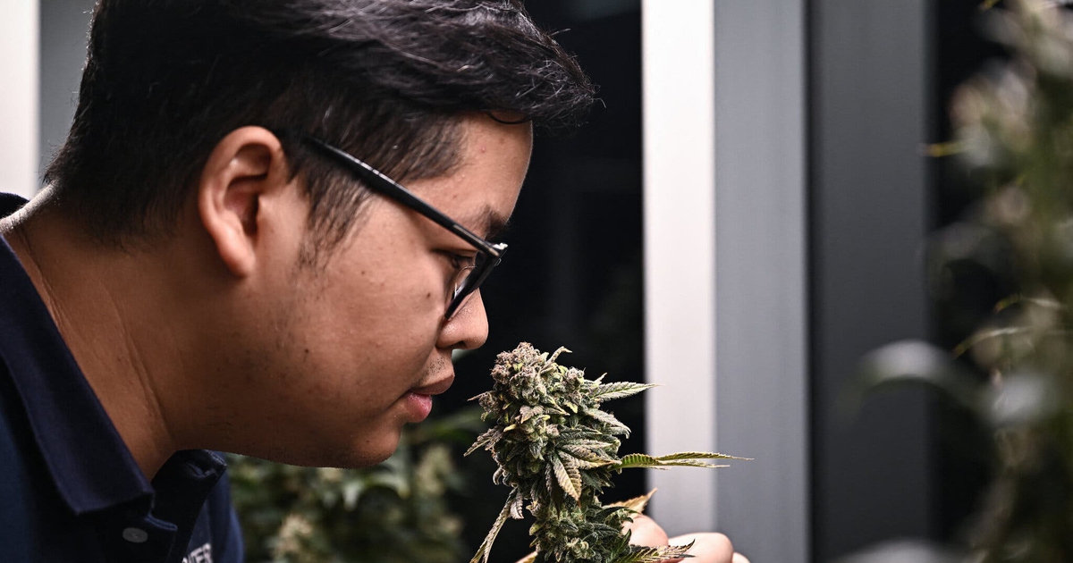 Sau 2 năm cho hút cần sa thoải mái, Thái Lan đã hối hận?