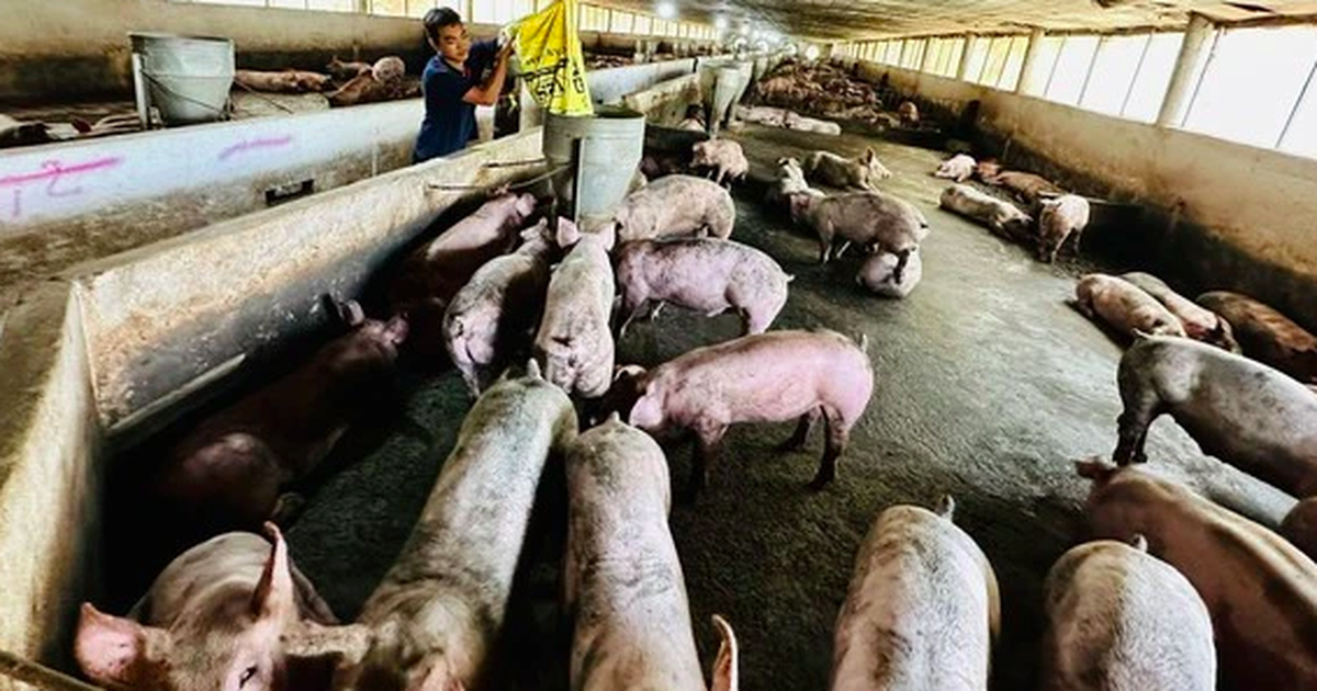 Quy định kiểm kê khí nhà kính ở trang trại lợn gà thiếu khả thi