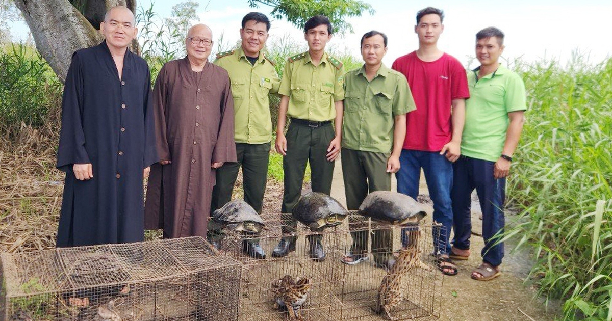Nhà chùa vận động giao nộp, thả mèo rừng, càng đước về Vườn quốc gia U Minh Hạ