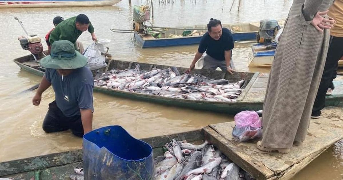 Cá lăng nuôi trong lồng bè tại lòng hồ thủy điện Ya Ly chết hàng loạt