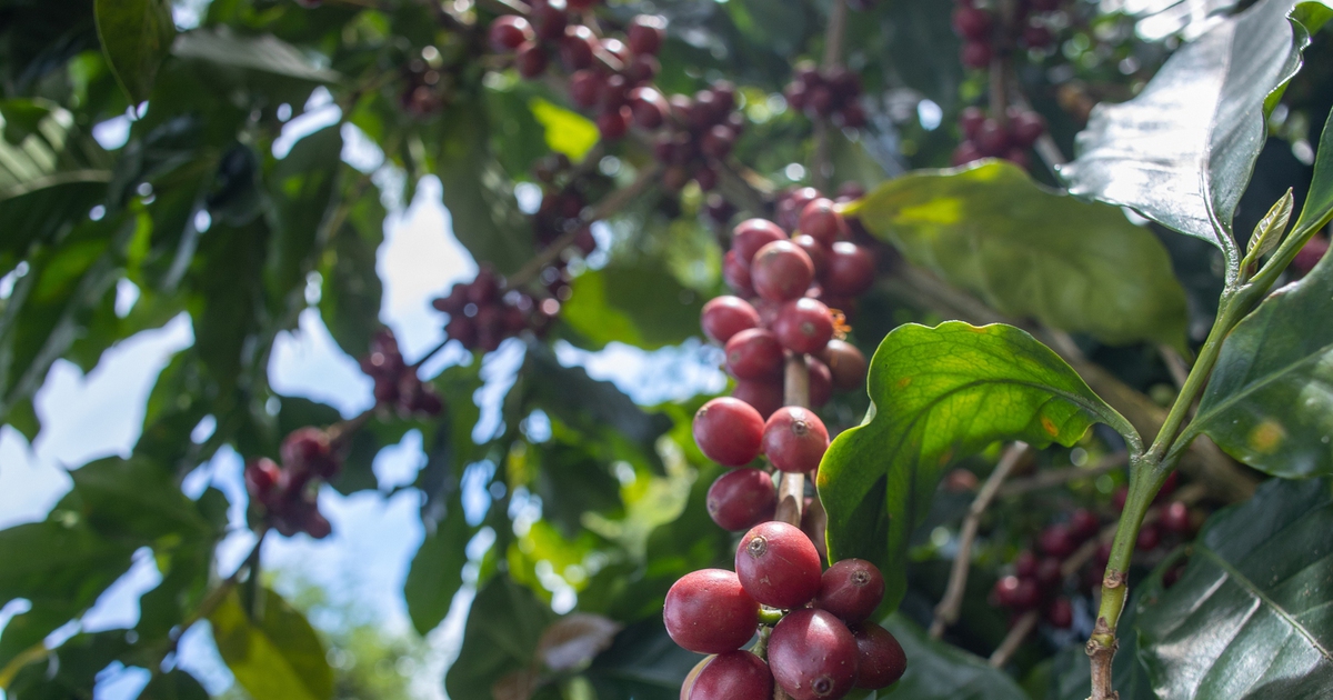 Bất ngờ giá cà phê đồng loạt tăng mạnh