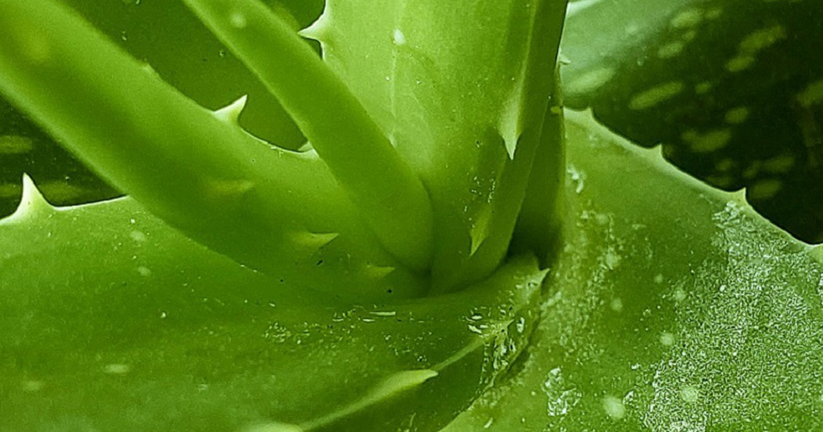 4 lợi ích sức khỏe bất ngờ của nha đam với da