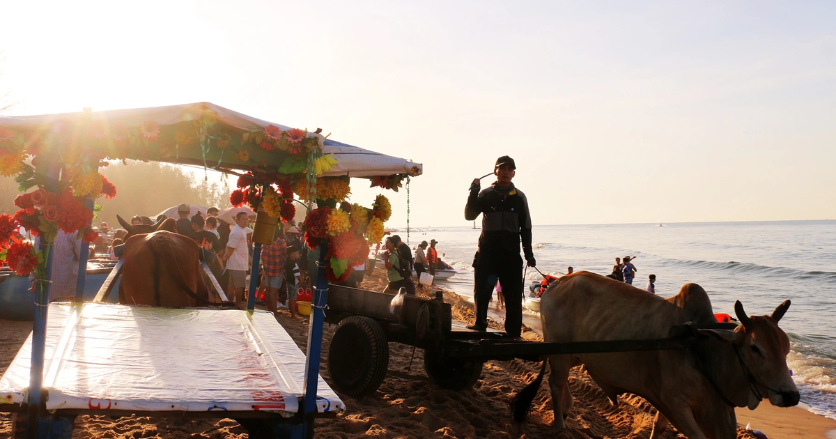 Lên xe bò khám phá chợ cá bên biển La Gi