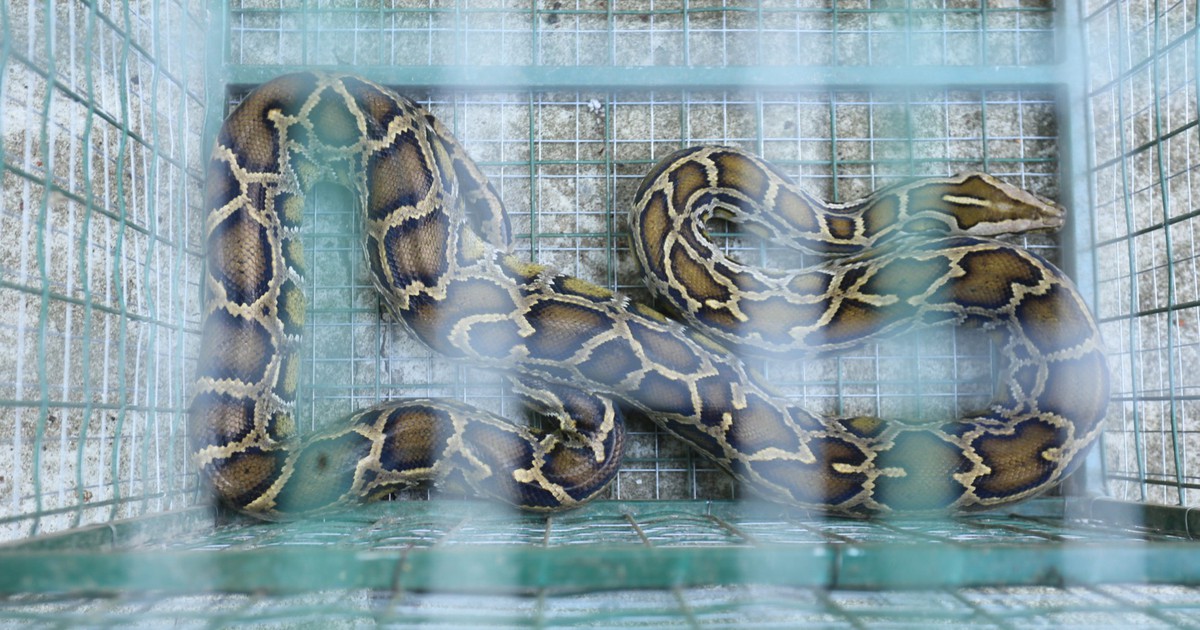 Kiểm lâm kêu gọi, người dân mang trăn gấm quý hiếm đến giao nộp