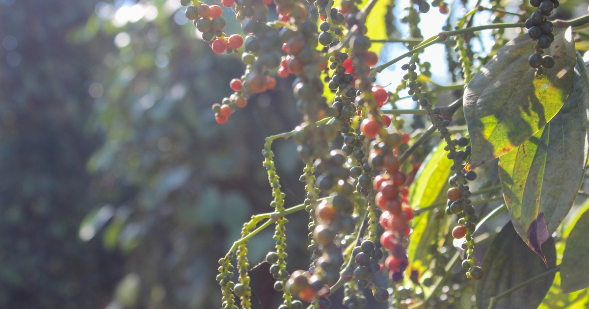 Cả thế giới mất mùa, giá tiêu tiếp tục tăng