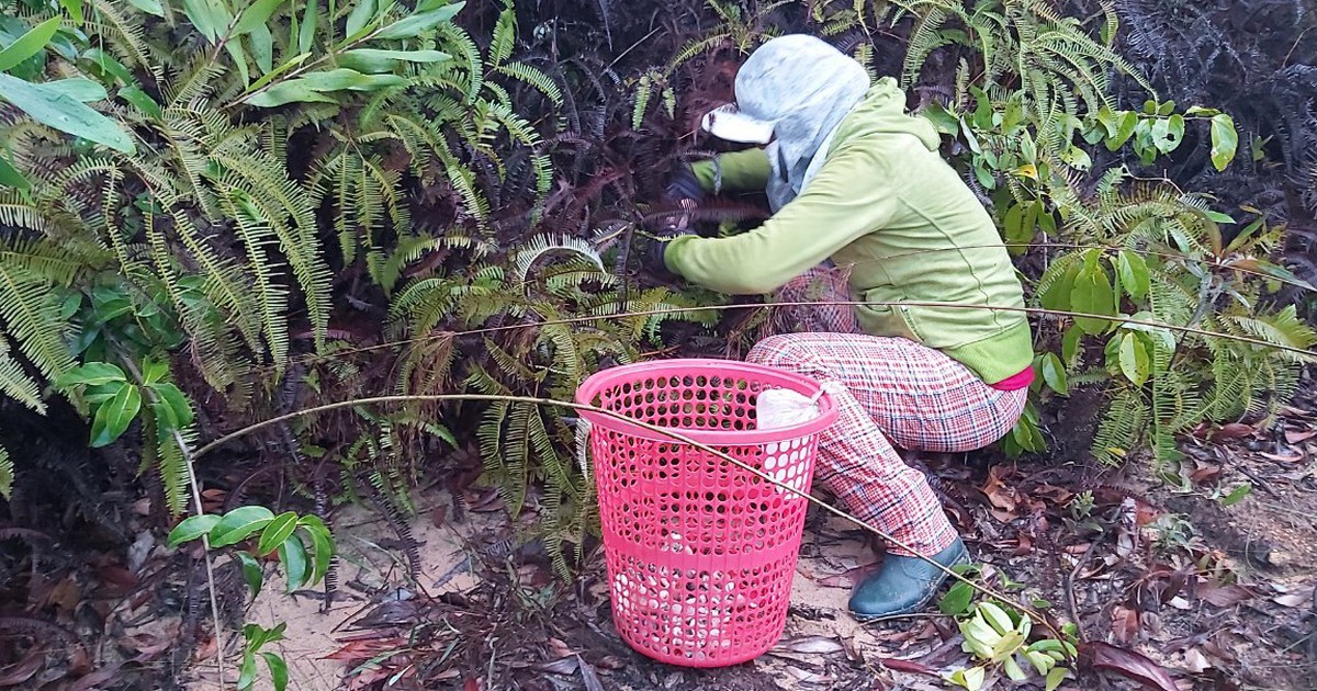 Đi hái nấm, người đàn ông bị rắn lục đuôi đỏ cắn phải nhập viện điều trị