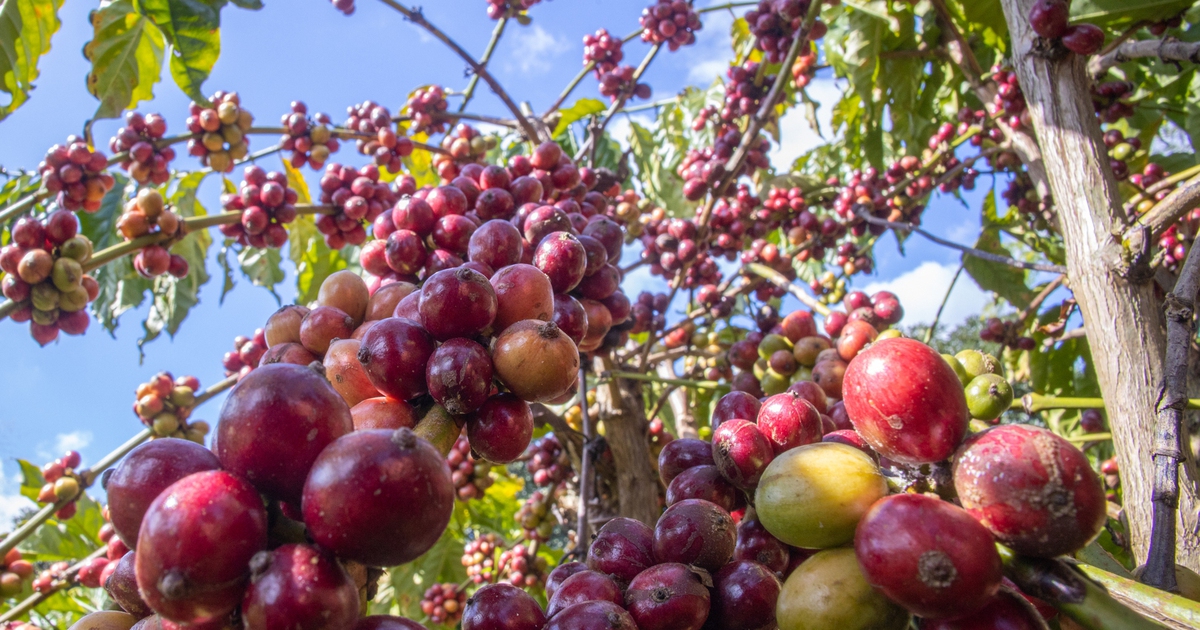Giá cà phê arabica tăng mạnh sau ngày nghỉ lễ Độc lập ở Mỹ