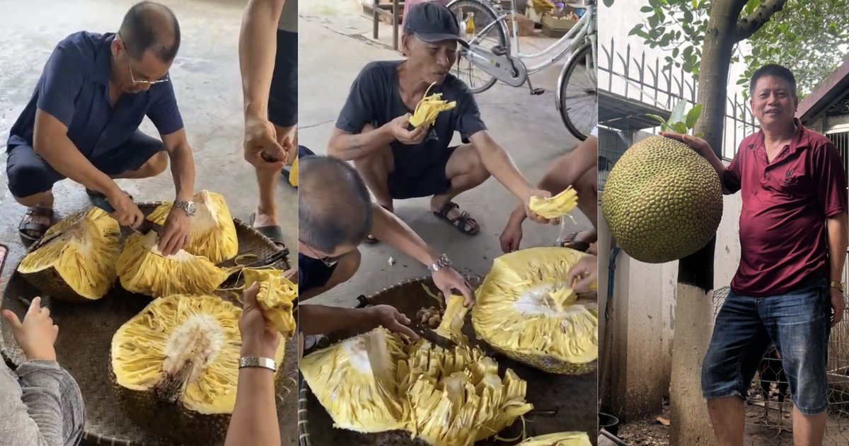 Trái mít khổng lồ ở Việt Nam đã được bổ: 'Múi to bằng cái điện thoại!'