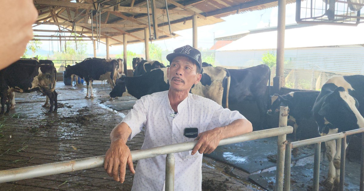 Lâm Đồng phải có phương án bồi thường cho nông dân có bò sữa bị chết