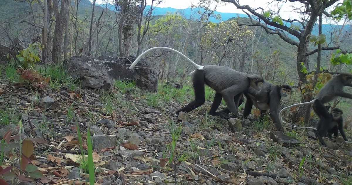 Bình Thuận: Phát hiện nhiều loài thú quý hiếm ở rừng phòng hộ Lòng Sông - Đá Bạc