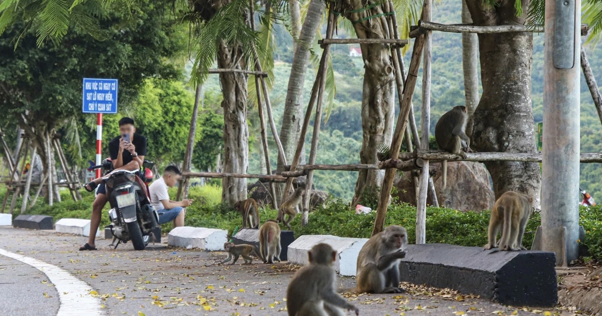 Du lịch khổ sở vì khỉ hóa 'tướng cướp': Hệ lụy đằng sau hành vi cho khỉ ăn của du khách