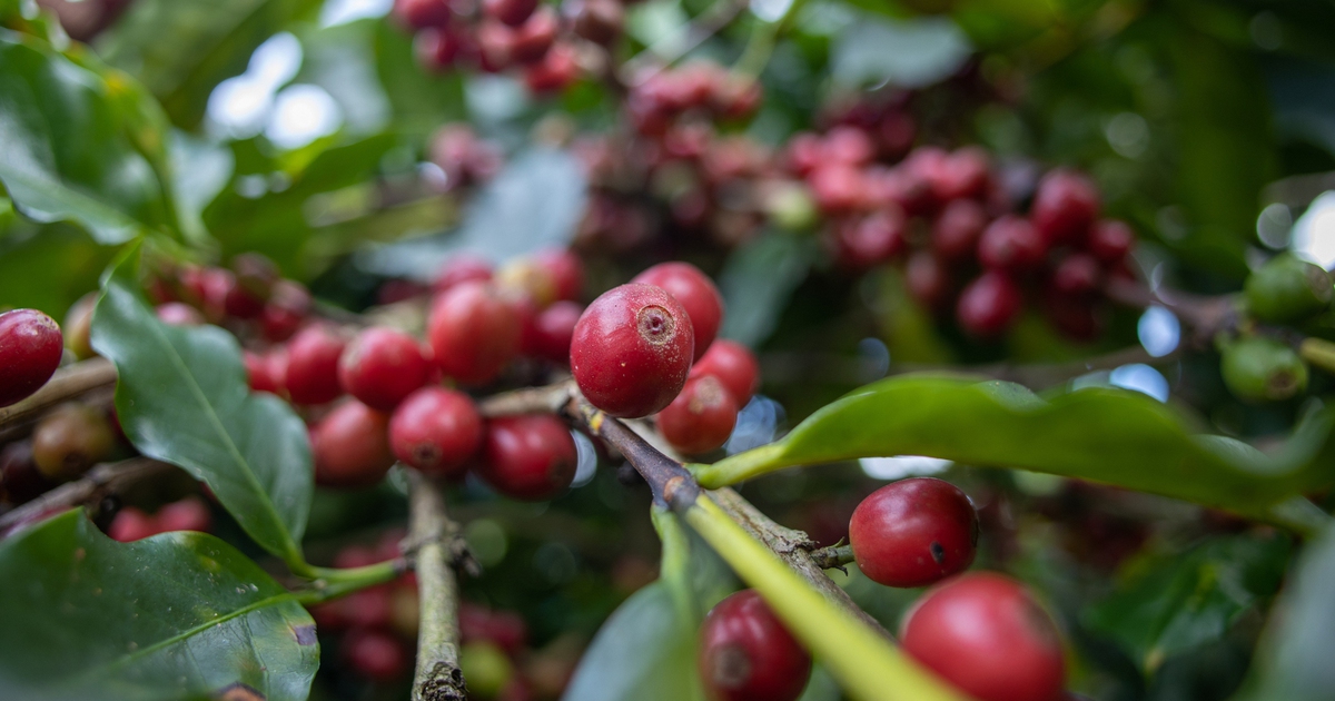 Giá cà phê vừa xanh lại đỏ sàn