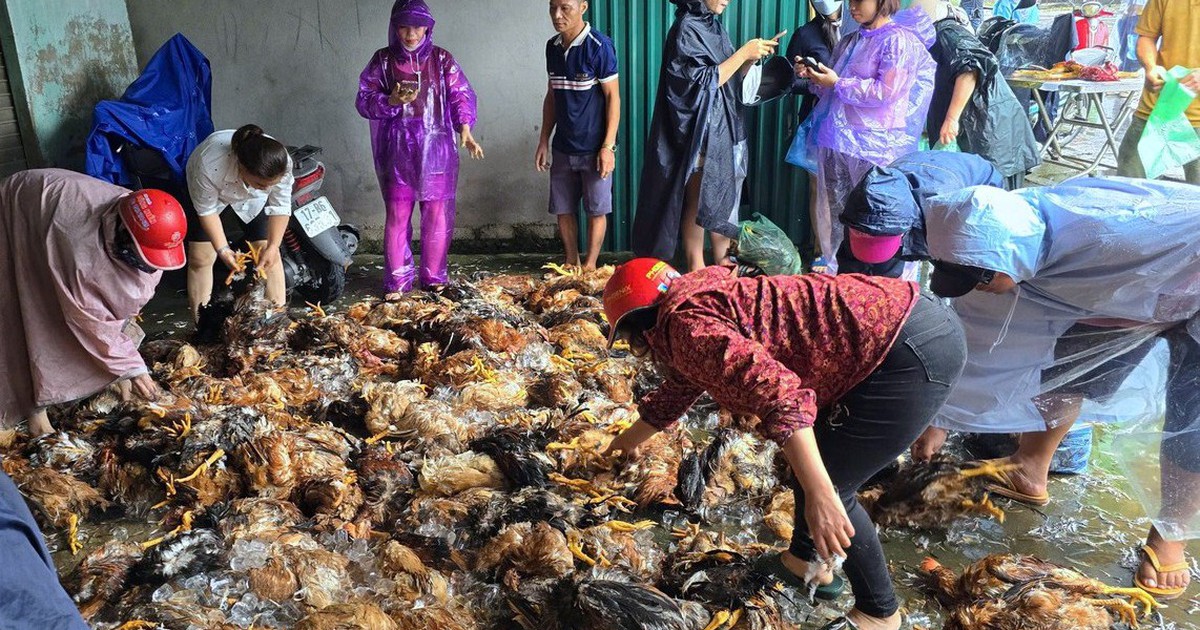 4 giờ 'giải cứu' gần 15.000 con gà chết ngạt do mưa lũ