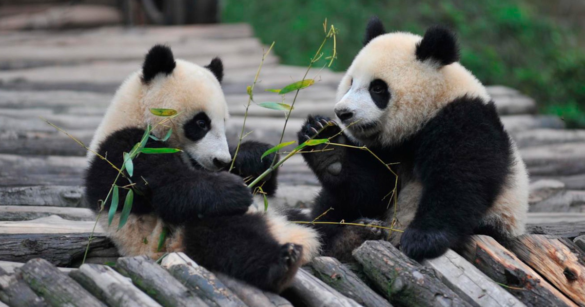 Không nuôi nổi gấu trúc, vườn thú Phần Lan trả lại cho Trung Quốc