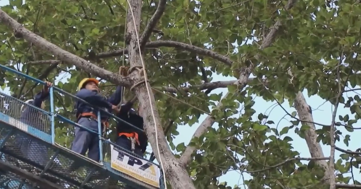 TP.HCM: Cắt tỉa cây xanh vào cuối tuần để tránh nguy hiểm và kẹt xe