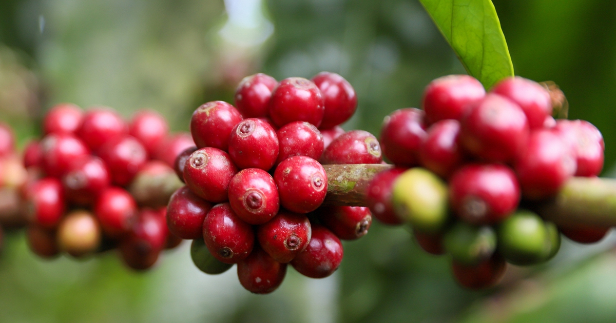 Cơn sốt giá cà phê hạ nhiệt