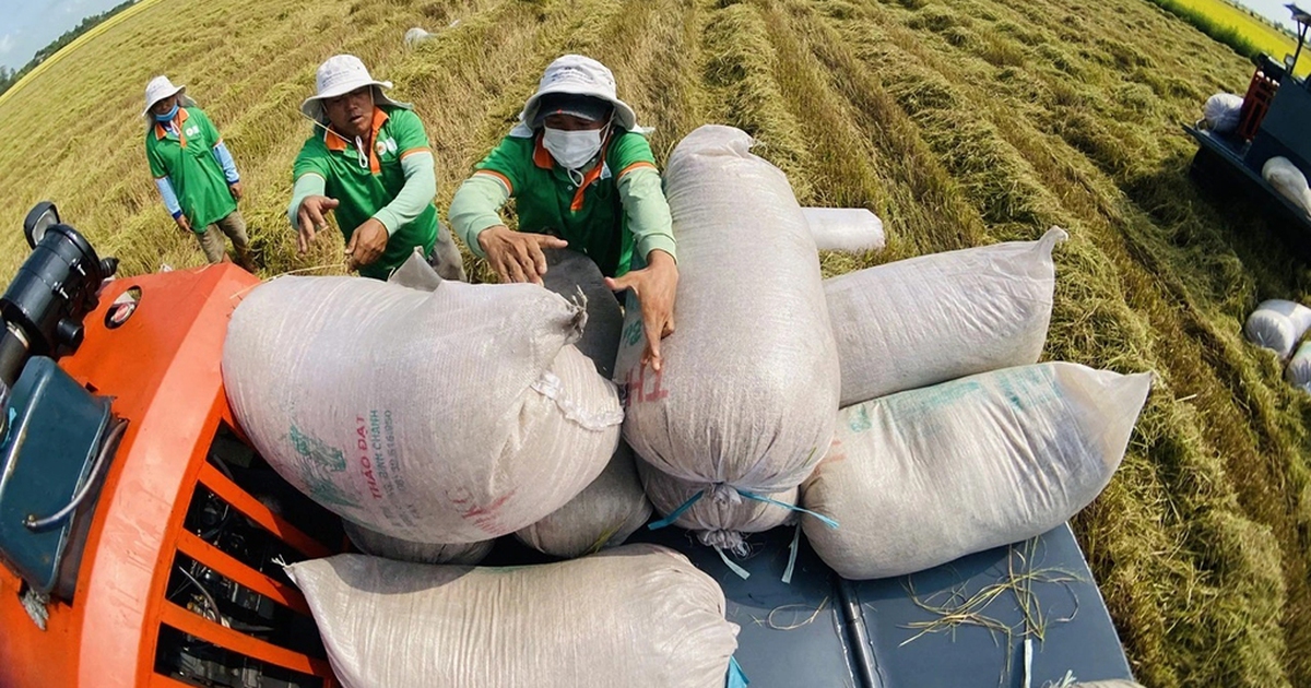 Ấn Độ 'mở kho', giá xuất khẩu gạo có hạ nhiệt?