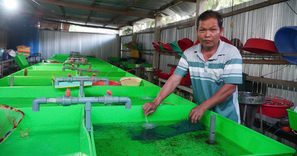 Thầy giáo miền Tây trở thành nông dân tỉ phú nhờ nuôi lươn