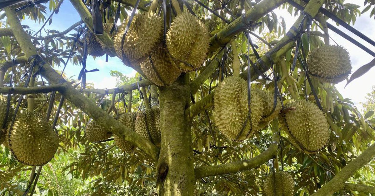 Việt Nam tổ chức lễ hội trái cây tại chợ đầu mối lớn nhất Bắc Kinh