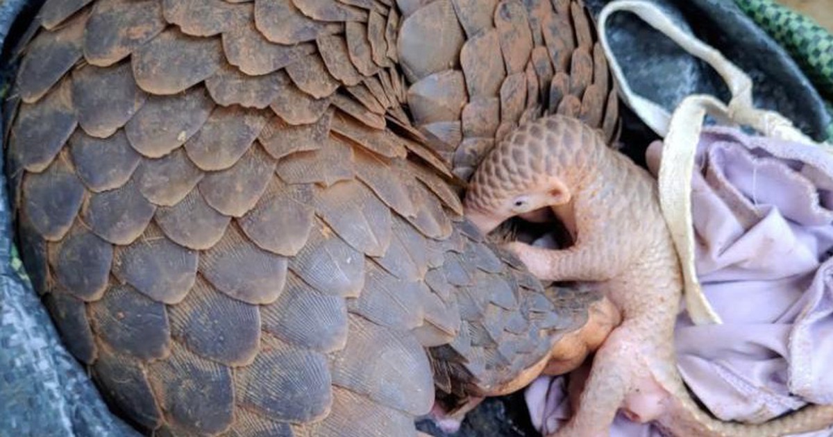 Dọn dẹp vườn điều, phát hiện tê tê đang cho con bú