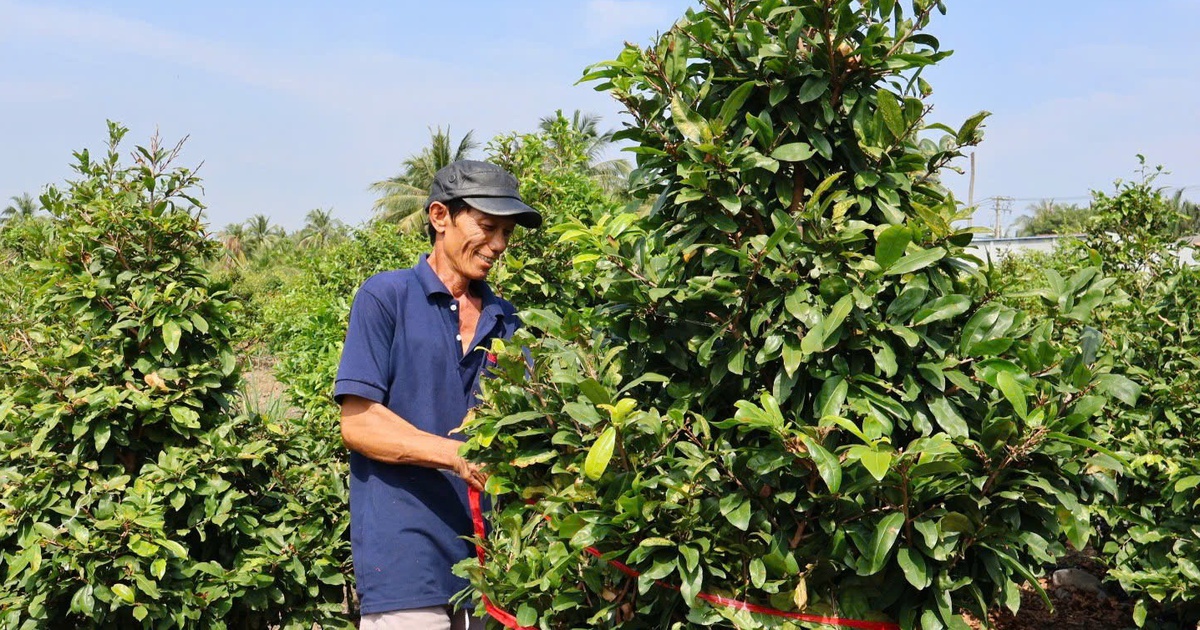 L&agrave;ng nghề ở TP.HCM m&ugrave;a tết: Tỉ ph&uacute; l&agrave;ng mai &#039;b&aacute;m&#039; vườn ng&agrave;y đ&ecirc;m