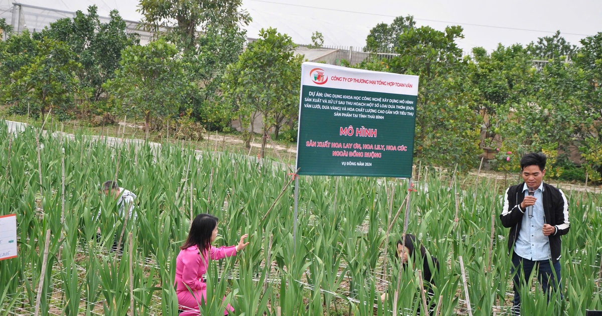 Công ty Toan Vân đưa khoa học công nghệ vào sản xuất hoa quả chất lượng cao