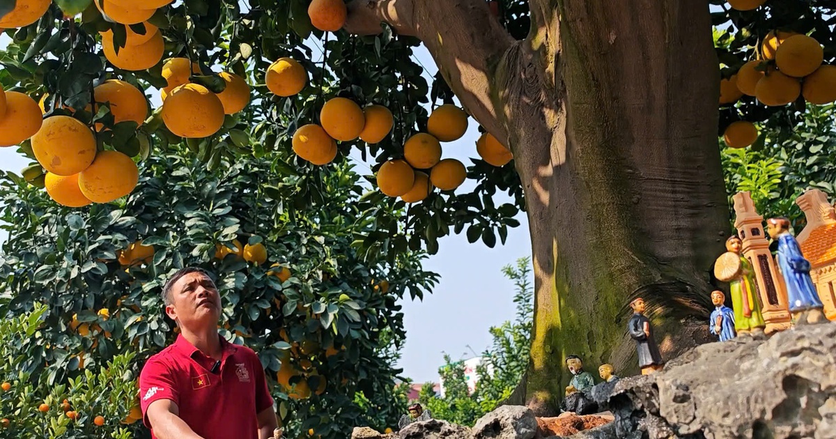 Siêu phẩm bưởi Diễn trăm tuổi được khách chi 350 triệu thuê về chơi tết