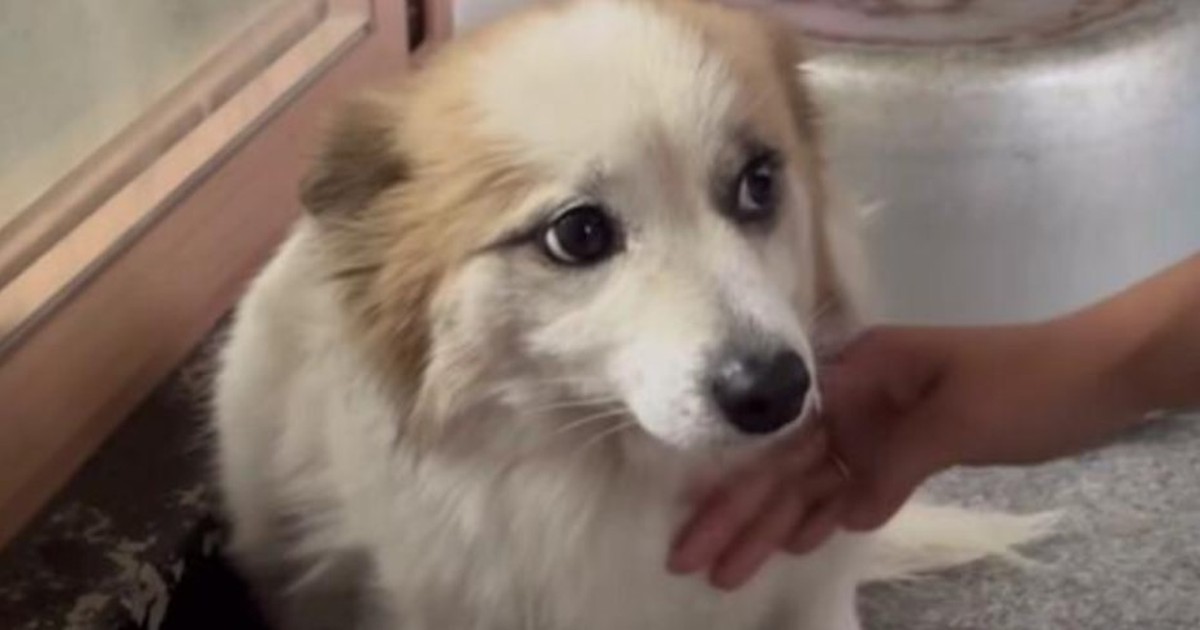 Dog that lost all its owners in a Korean plane crash was adopted