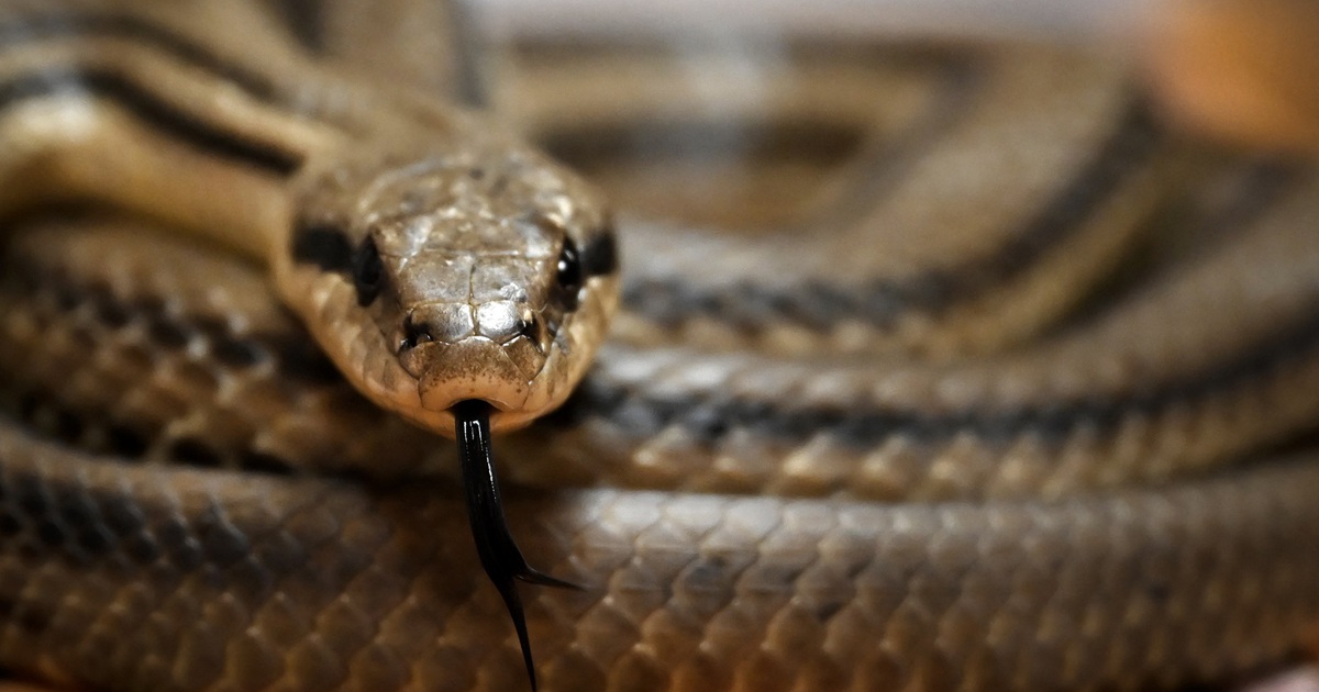 What animals are fear of snakes?