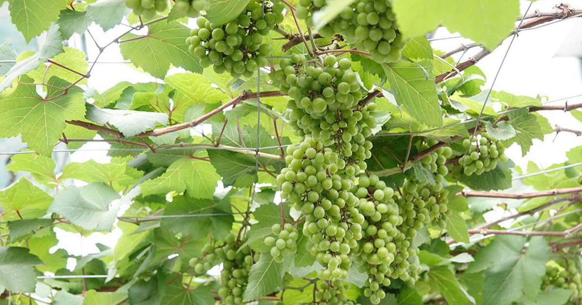 Trồng nho bán giống, thu nhập gần 50 triệu đồng/tháng