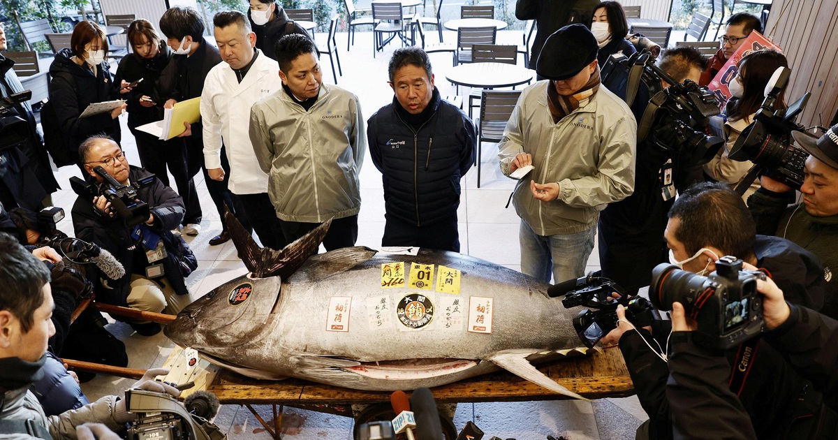 More than 33 billion VND for a tuna