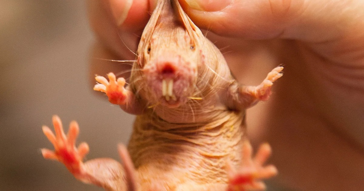 Ph&aacute;t hiện &#039;ch&igrave;a kh&oacute;a&#039; tiềm năng k&eacute;o d&agrave;i tuổi thọ