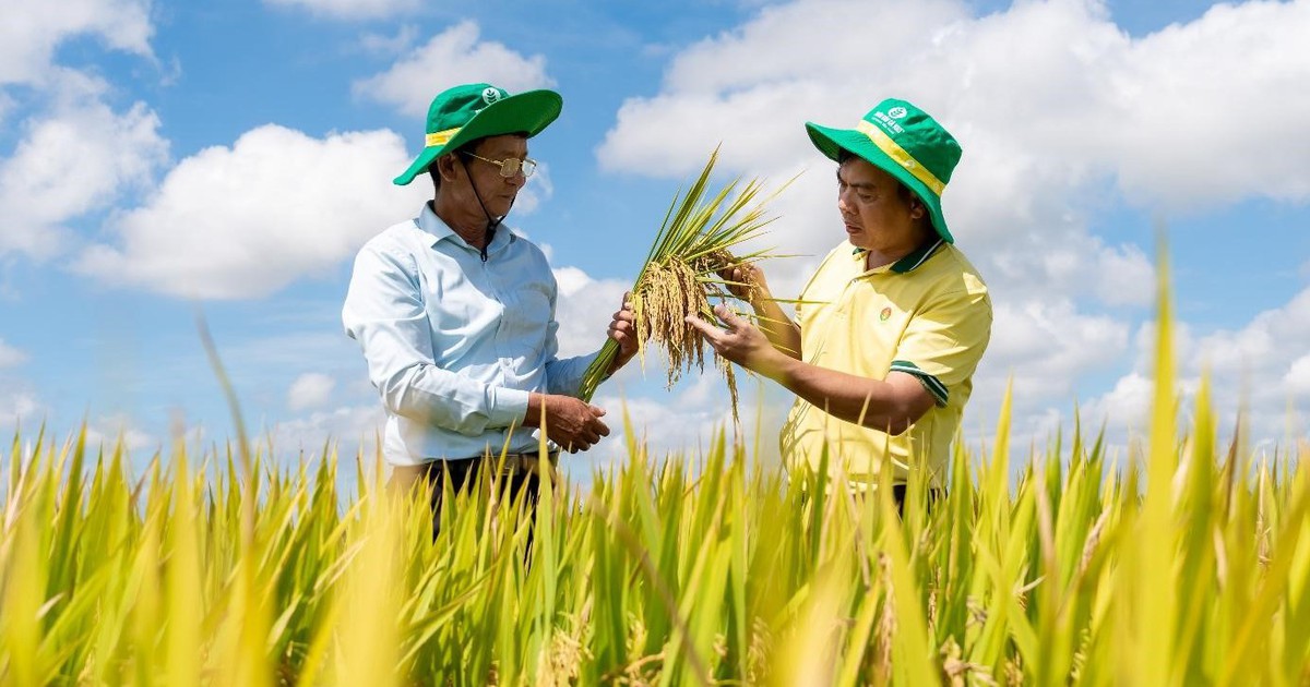 Phân Bón Cà Mau phát triển mô hình trình diễn giúp tăng năng suất cho cây lúa