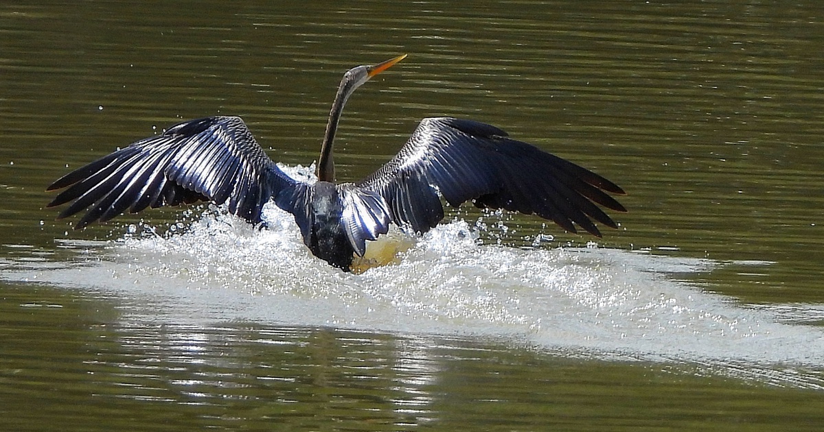Ngắm chim qu&yacute; trong S&aacute;ch đỏ ở Ph&uacute; Mỹ Hưng: Khoảnh khắc b&igrave;nh y&ecirc;n giữa TP.HCM