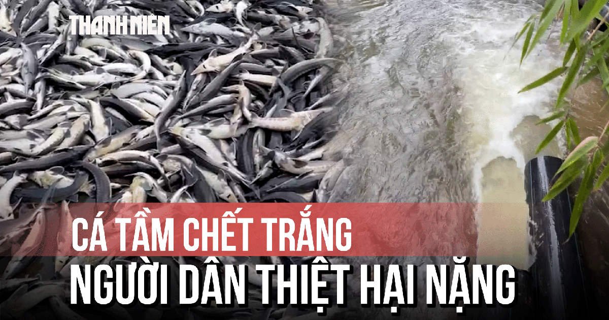 Gần 45 tấn cá tầm ở Măng Đen bị chết, thiệt hại gần 8 tỉ đồng