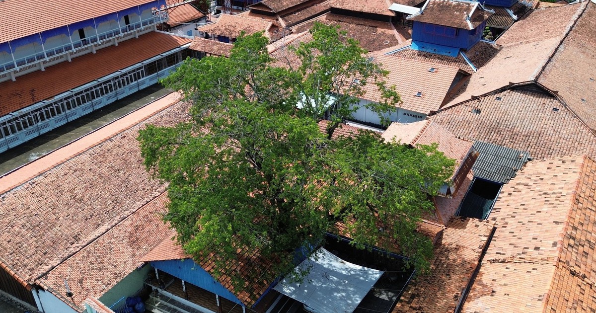 Kh&aacute;m ph&aacute; Nh&agrave; Lớn Long Sơn: C&acirc;y me trăm tuổi, lồng liệt gắn với đạo &ocirc;ng Trần