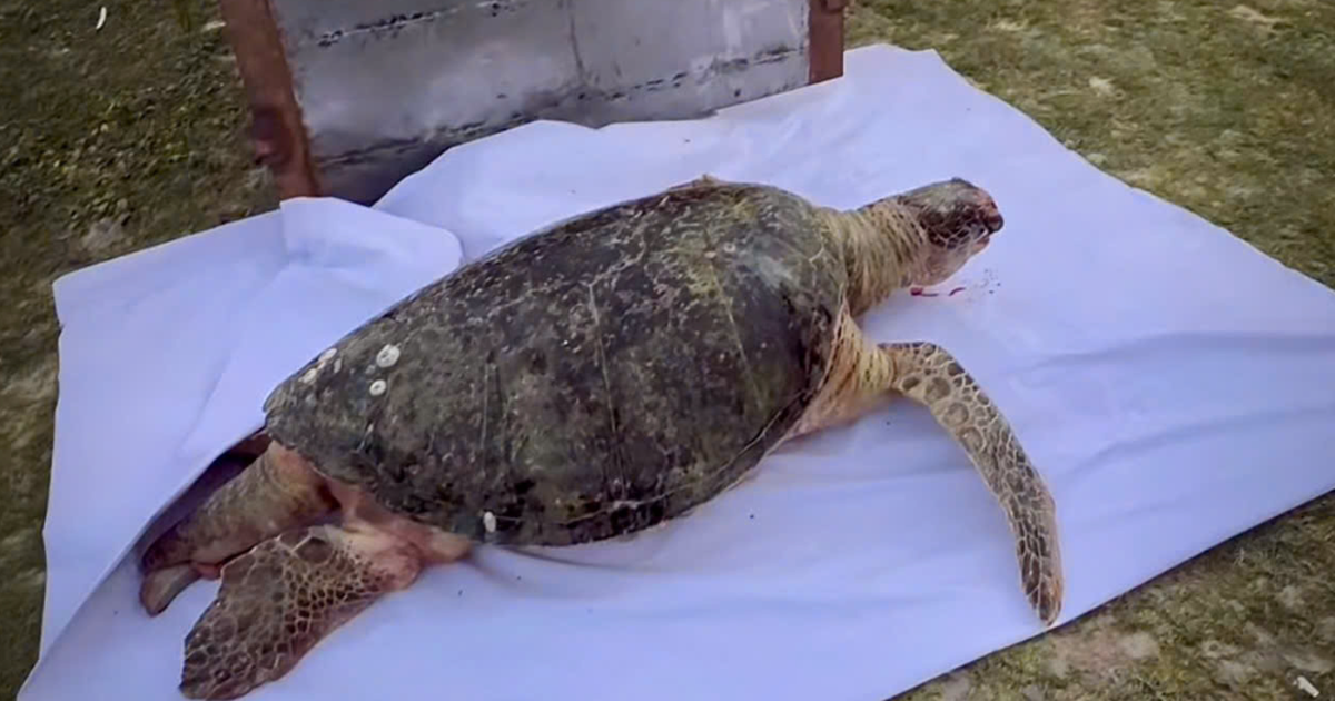 Ngư d&acirc;n Mũi N&eacute; an t&aacute;ng r&ugrave;a biển hơn 100 kg - điềm l&agrave;nh từ biển cả