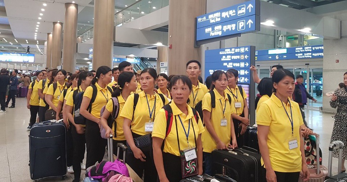 Nhu cầu lao động thời vụ tại Hàn Quốc tăng 41%, cơ hội cho lao động Việt