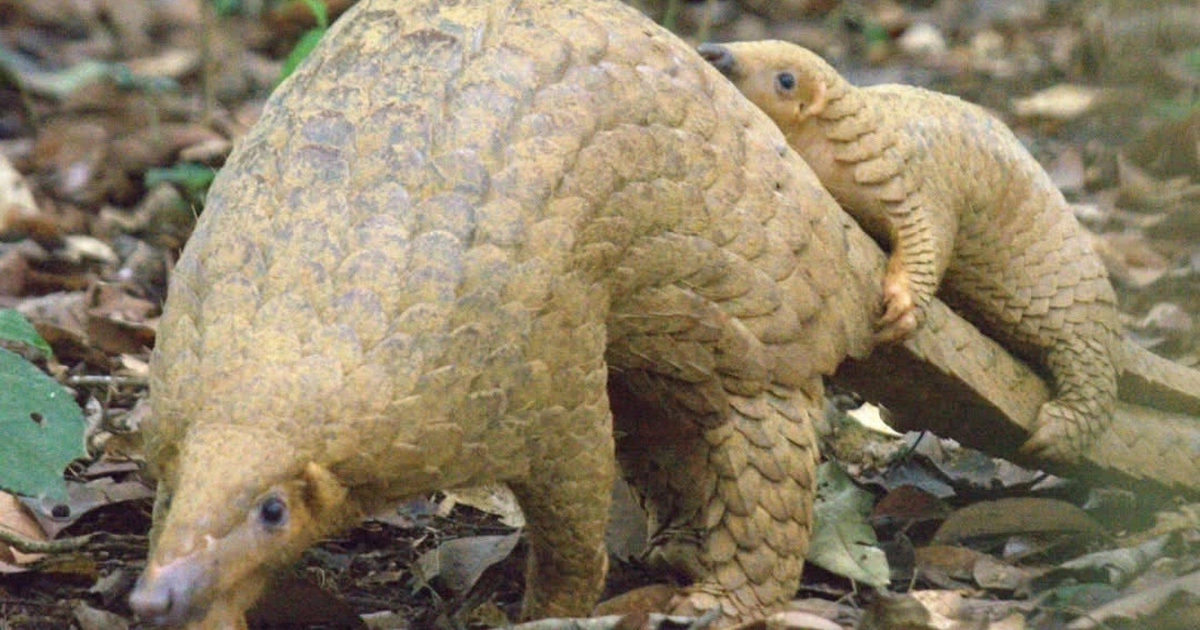 Cuộn tr&ograve;n đ&aacute;ng y&ecirc;u nhất nh&igrave; rừng xanh: T&ecirc; t&ecirc; lại bị săn l&ugrave;ng, bu&ocirc;n b&aacute;n tr&aacute;i ph&eacute;p