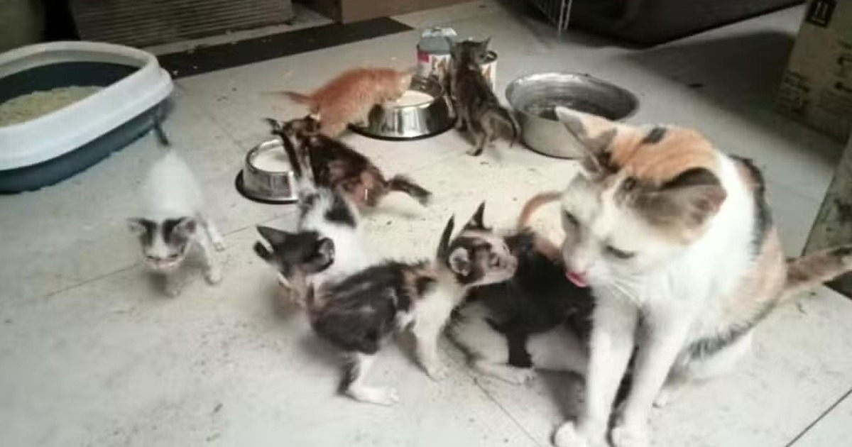 L&atilde;nh &aacute;n v&igrave; n&eacute;m m&egrave;o v&agrave;o chuồng ch&oacute;