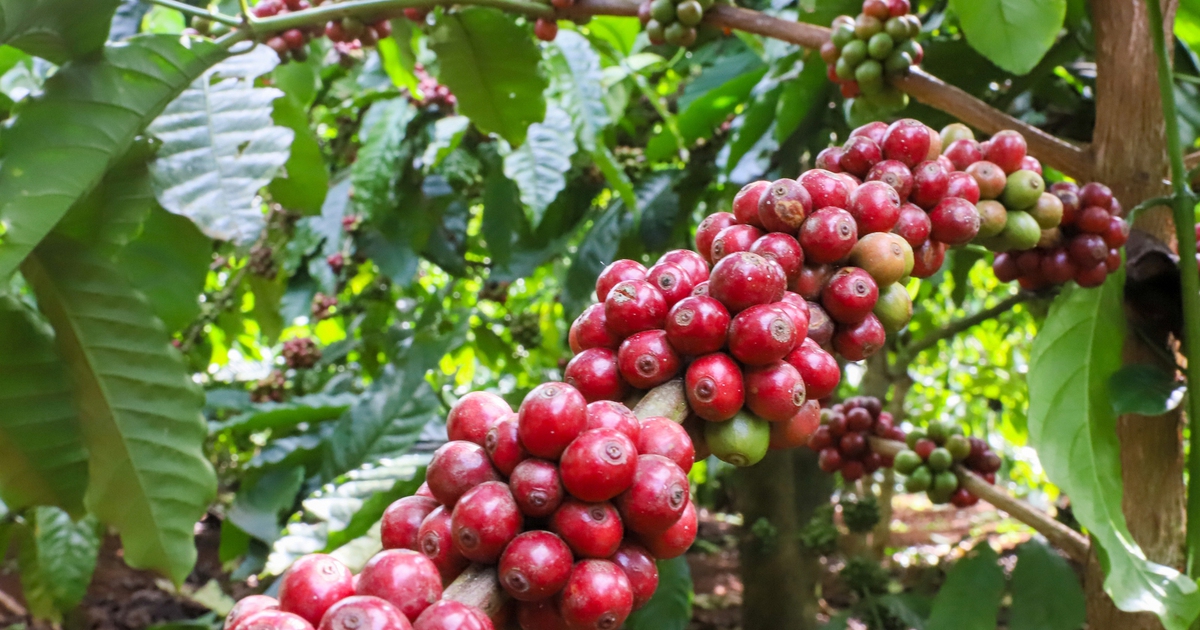 Vụ cà phê 'đẹp như mơ' nhưng vì sao doanh nghiệp vẫn kêu khó?