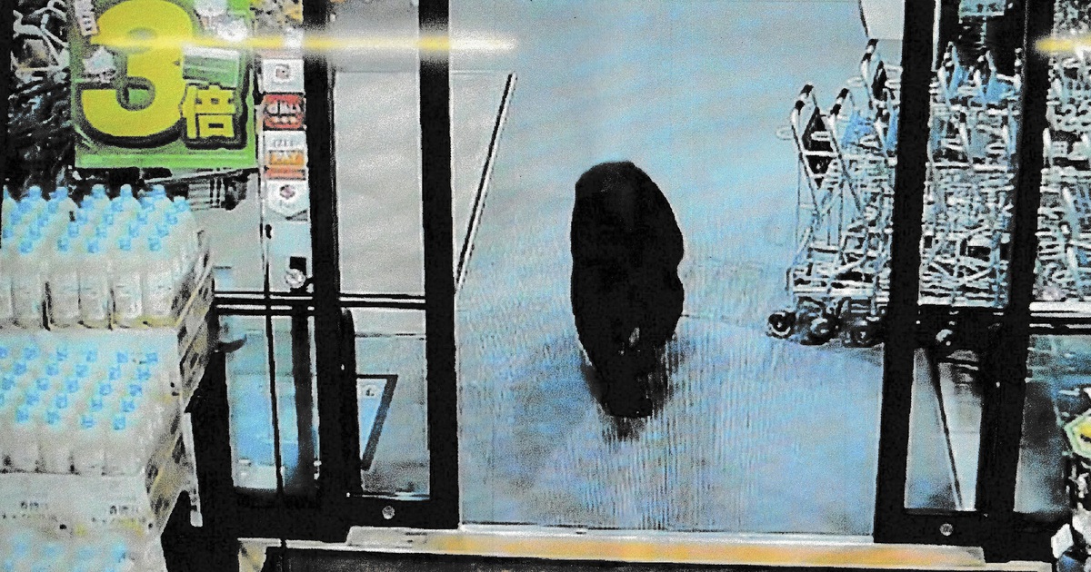 Gấu tấn c&ocirc;ng chết người tại Nhật Bản cao kỷ lục