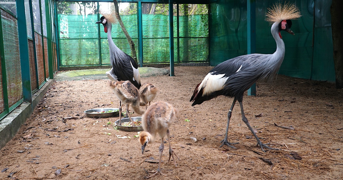 3 con sếu vương miện ch&agrave;o đời tại Thảo Cầm Vi&ecirc;n: Cận cảnh sau 5 tuần nở trứng