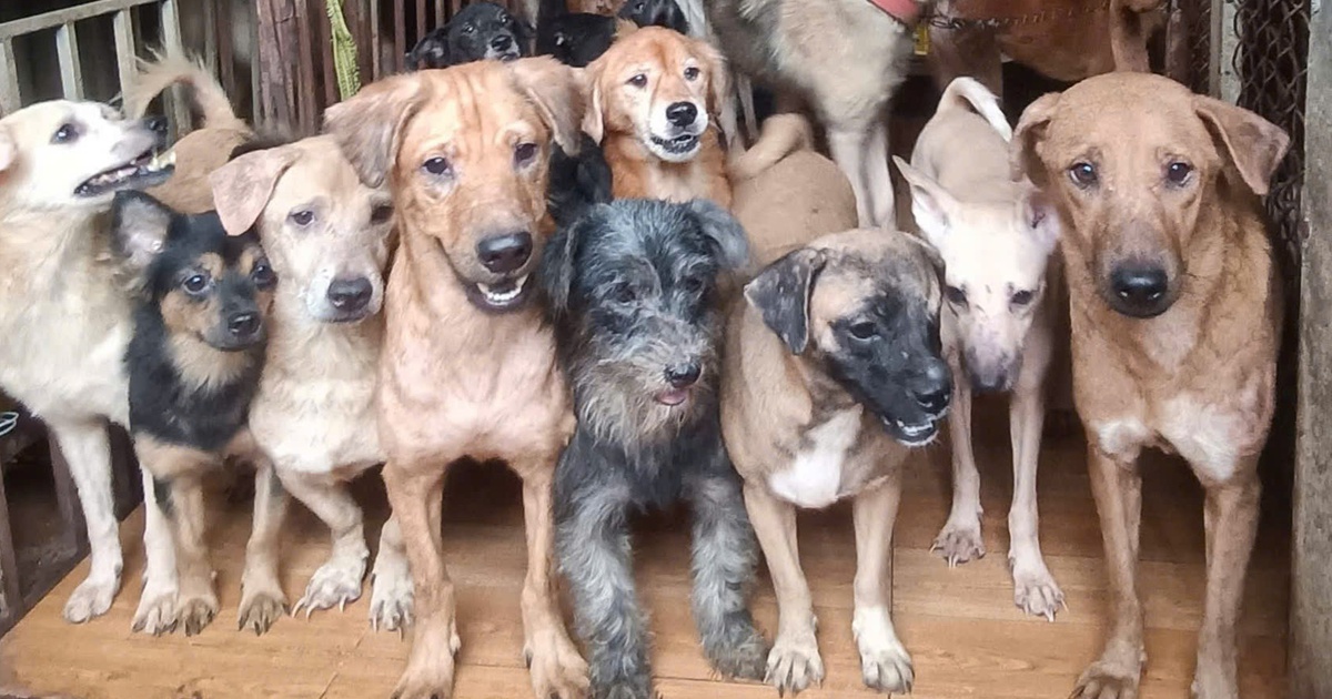 Thực trạng buồn của việc nuôi thú cưng theo trào lưu