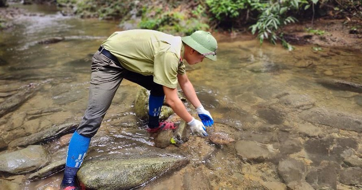 Người giữ màu xanh ở đại ngàn Pù Mát