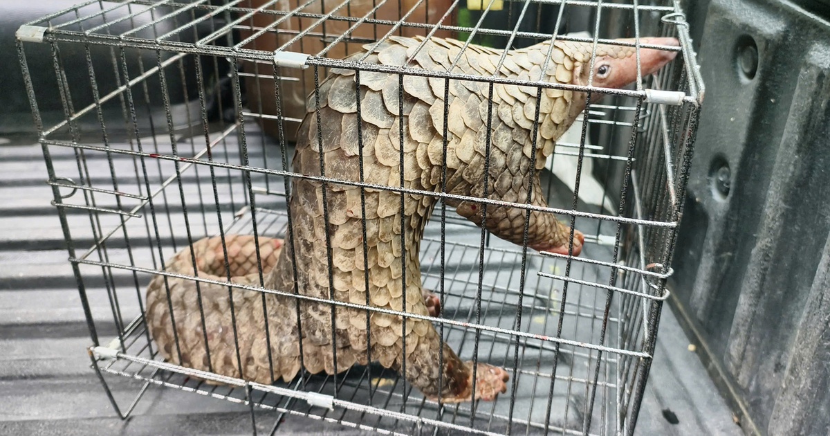 TP.HCM: Ph&aacute;t hiện t&ecirc; t&ecirc; Java qu&yacute; b&ograve; trước nh&agrave;, d&acirc;n bắt giao kiểm l&acirc;m