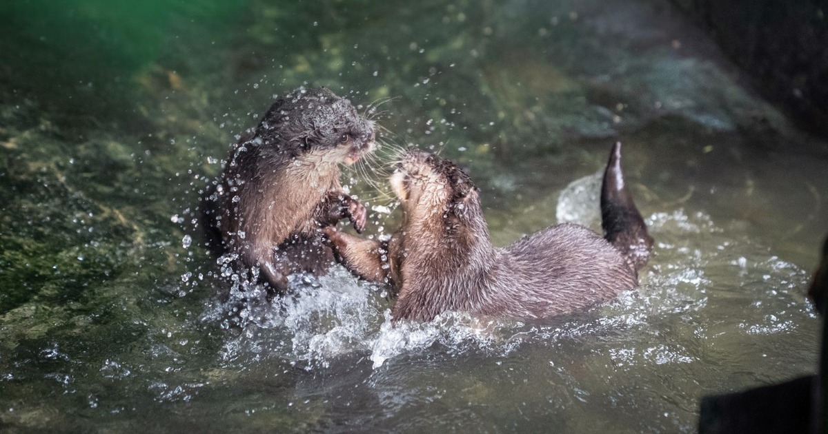 Rái cá - loài dễ bị tổn thương trong Sách đỏ: Có thể nhận nuôi thật sao?